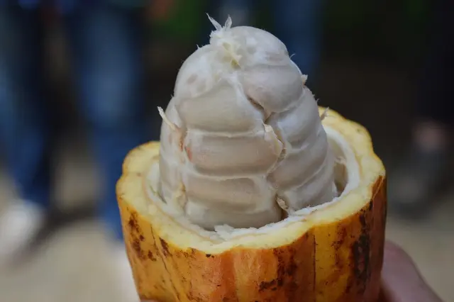 Se scumpește ciocolata! Africa are o producție slabă
