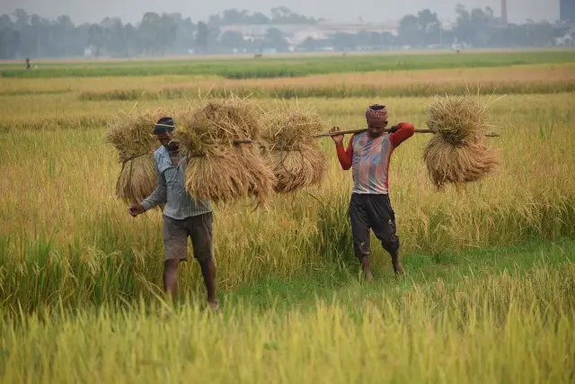 India a interzis exportul de orez alb și SUA primesc o lovitură economică de anvergură